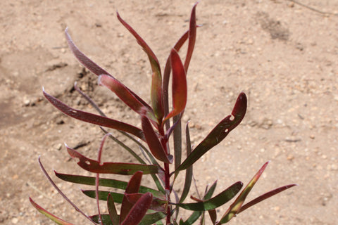 Salignam Red Blush Leucadendron Plant