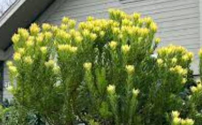 Safari Goldstrike Leucadendron Plant