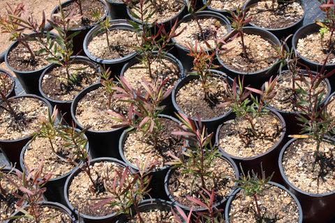 Salignam Red Blush Leucadendron Plant