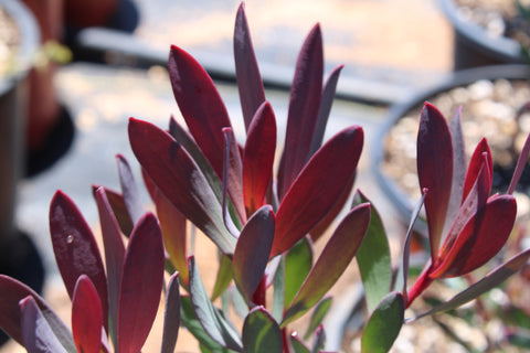 Maui Sunset Leucadendron Plant