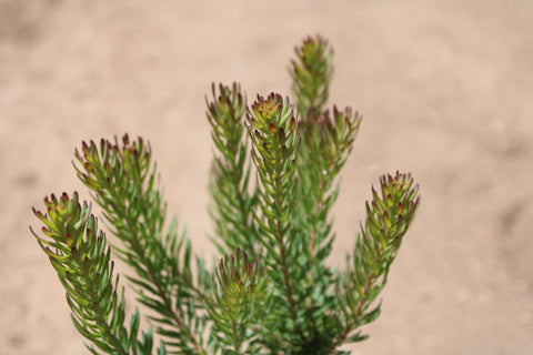 Silver Cone Leucadendron Plant