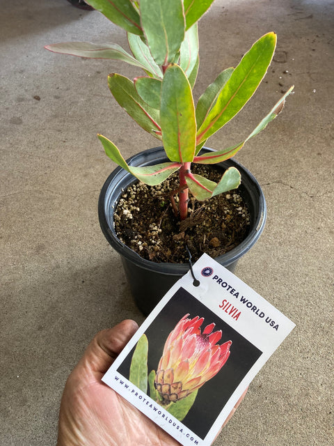 Sylvia Protea Plant
