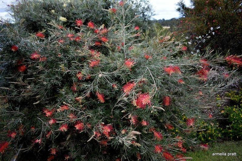 Spirit of Anzac Grevillea Plant