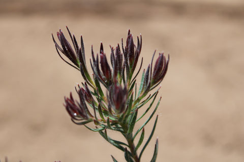 Jubilee Crown Leucadendron Plant