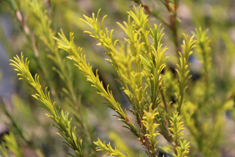 Honey Bracelet Plant