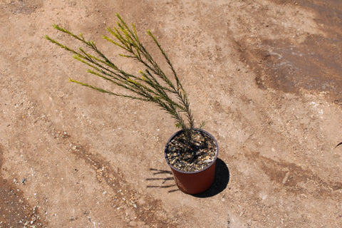 Honey Bracelet Plant