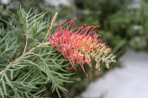 Superb Grevillea Plant