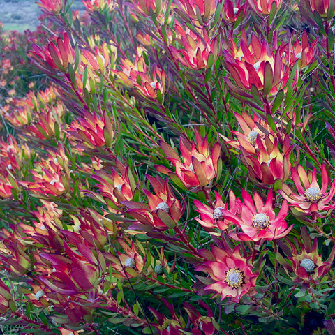 Winter Red Leucadendron Plant
