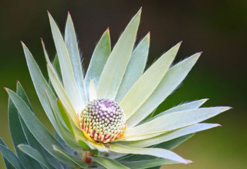 Argenteum Leucadendron Plant