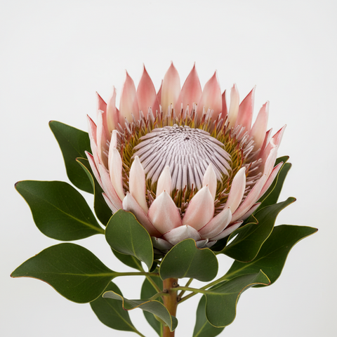 King Protea Plant