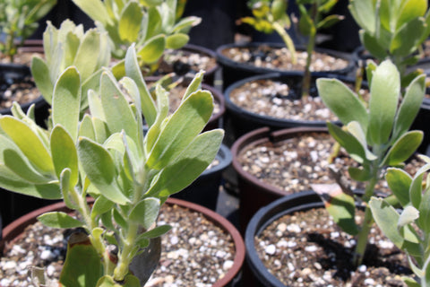 High Gold Pincushion Plant
