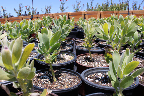 High Gold Pincushion Plant